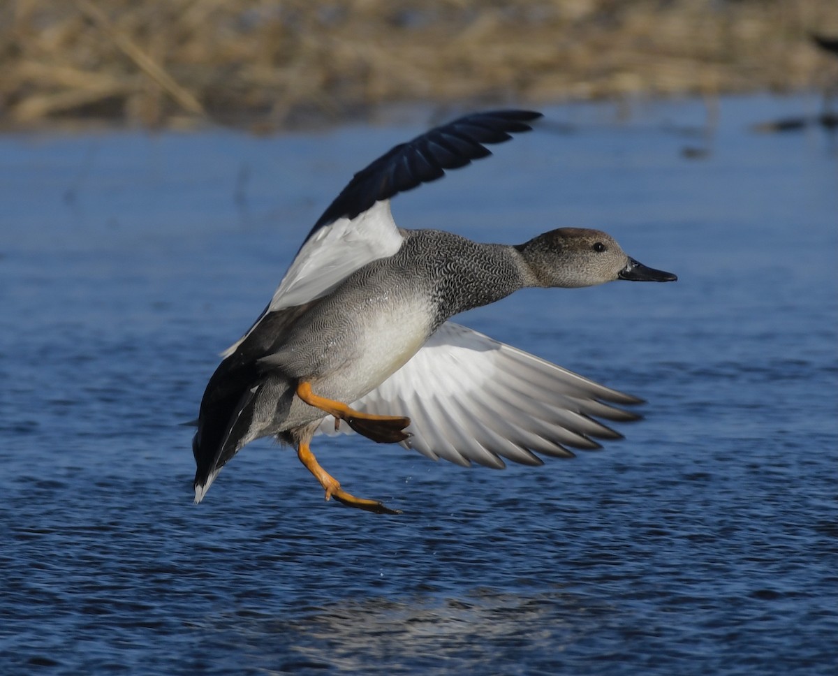 Gadwall - Linda Ankerstjerne Olsen