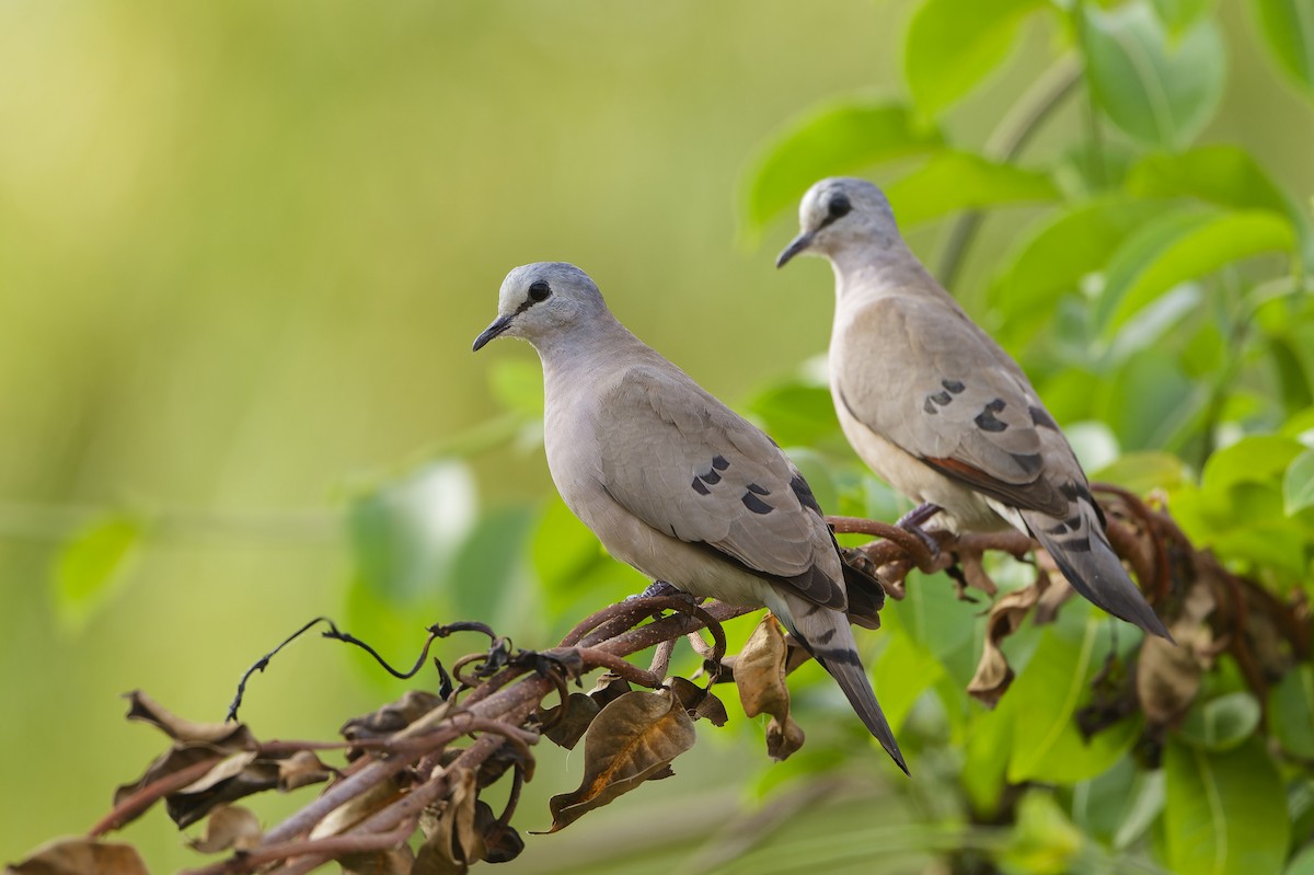 Black-billed Wood-Dove - ML616154116