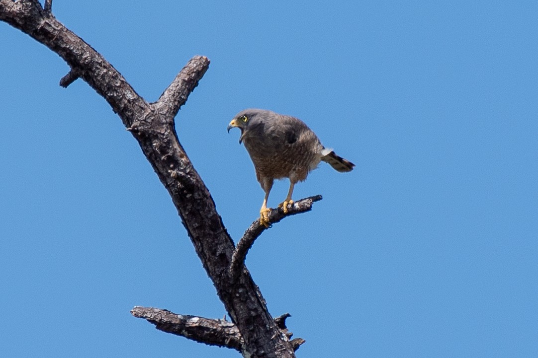 Roadside Hawk (Northern) - ML616154135