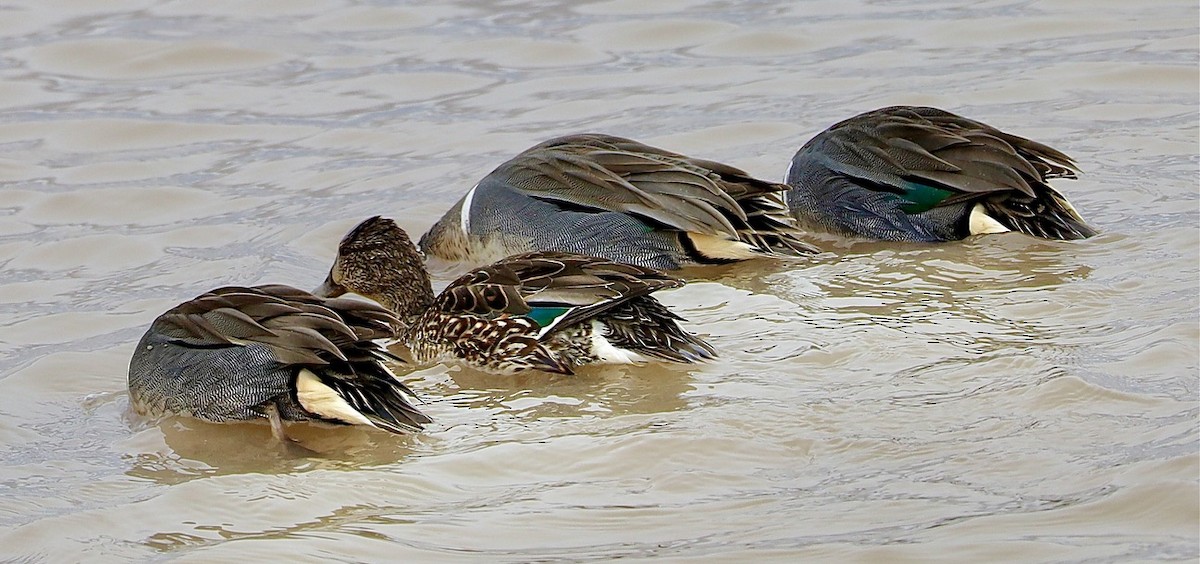 Green-winged Teal - ML616154137