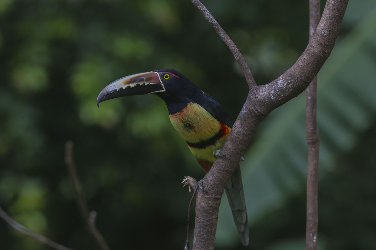 Collared Aracari - ML616154160