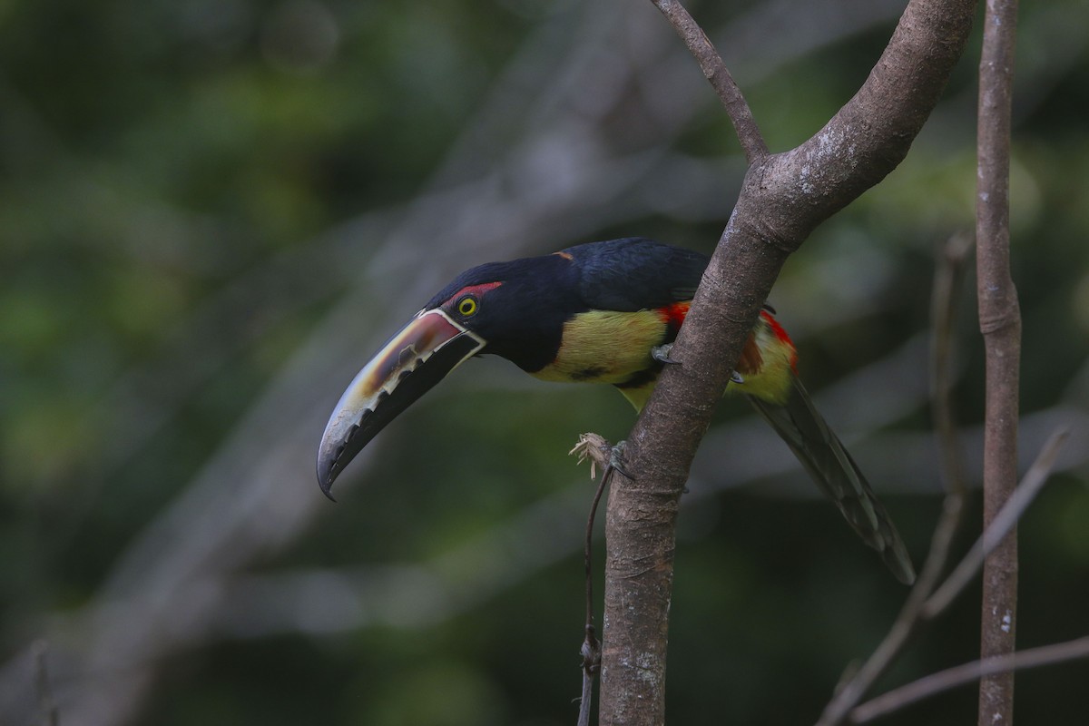 Collared Aracari - ML616154162