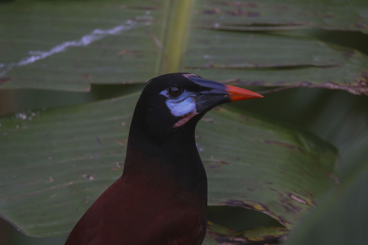 Montezuma Oropendola - ML616154172