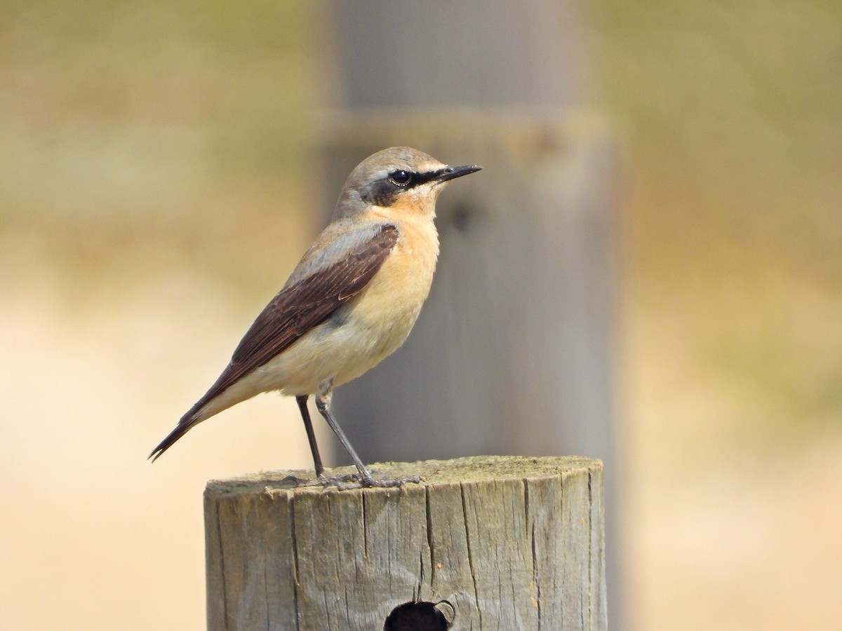 Northern Wheatear - ML616154211