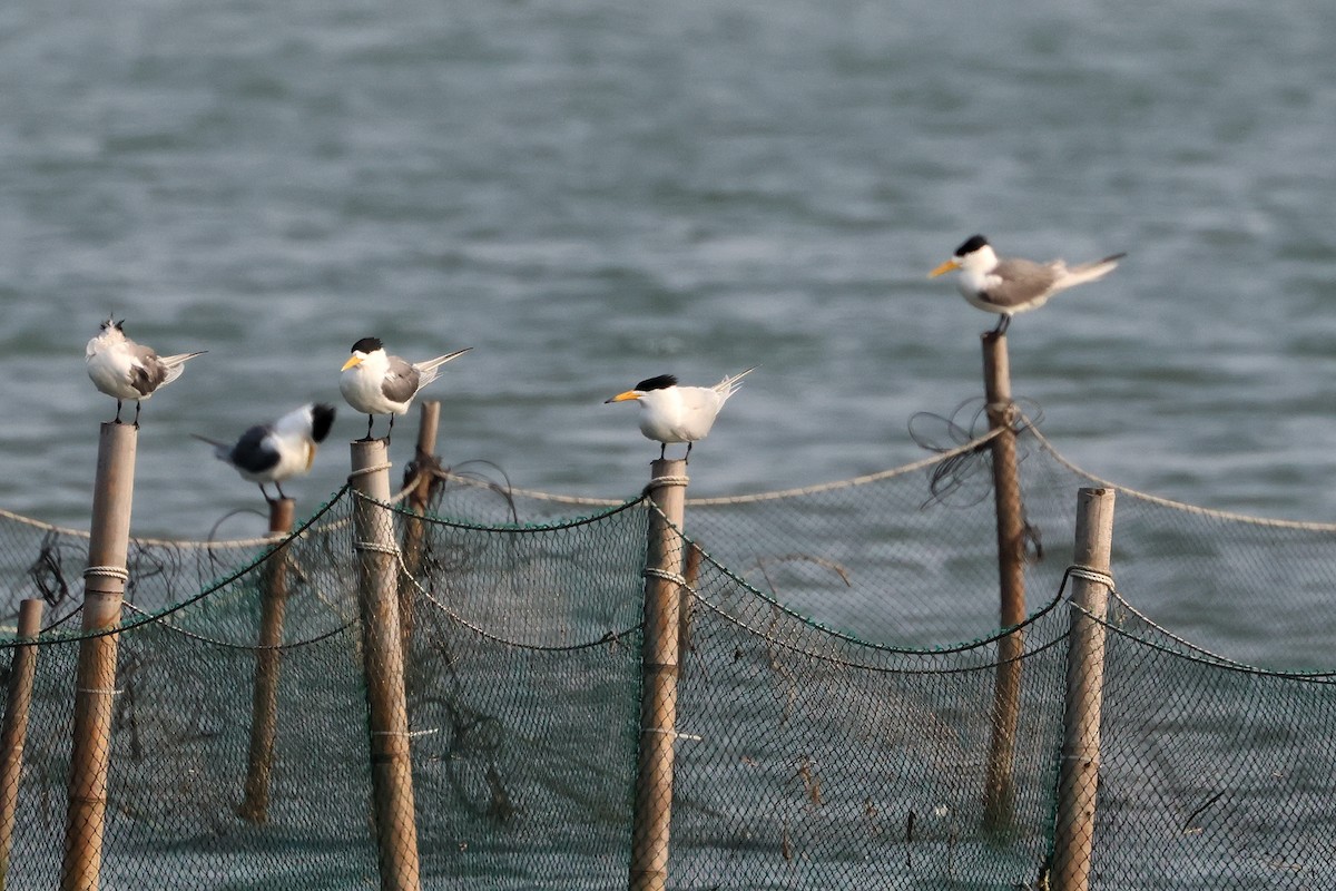 Chinese Crested Tern - 陳 俊敏