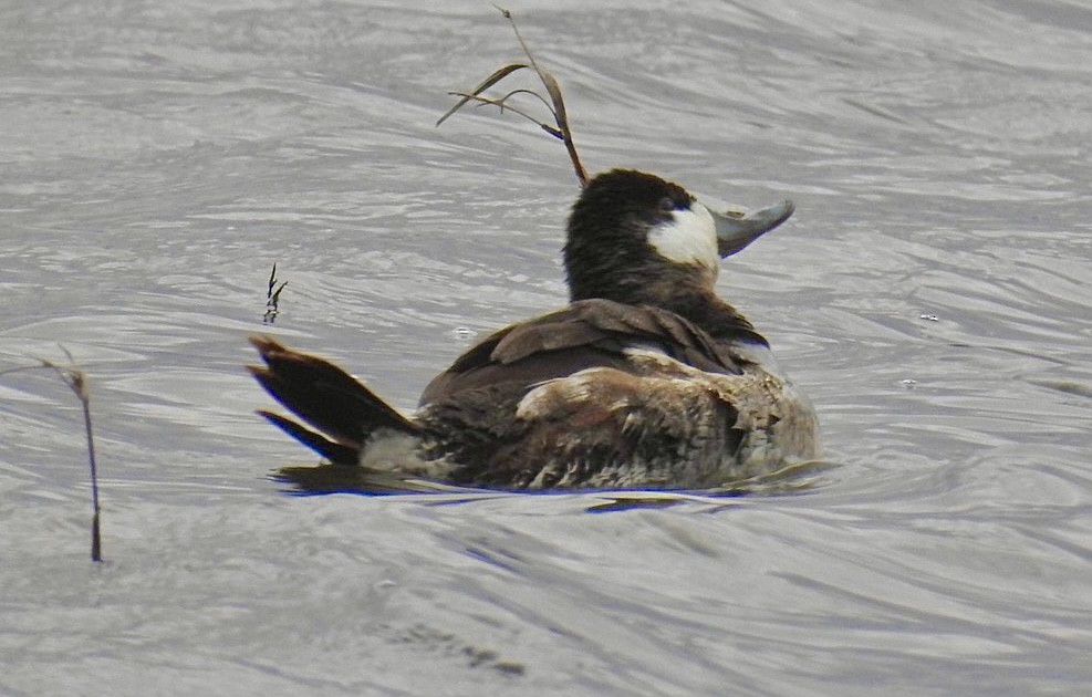 Ruddy Duck - ML616154255