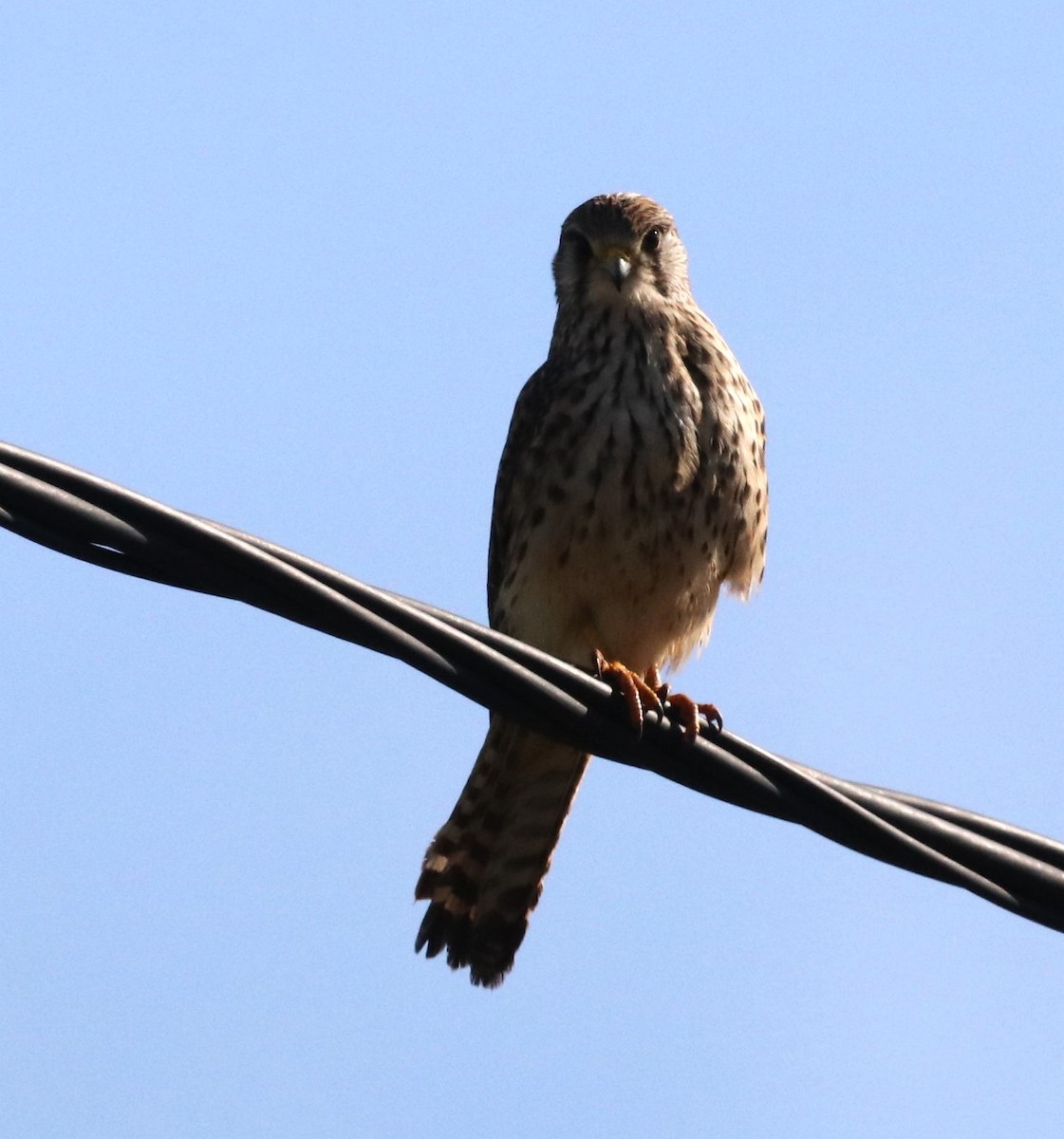 Eurasian Kestrel - ML616154268