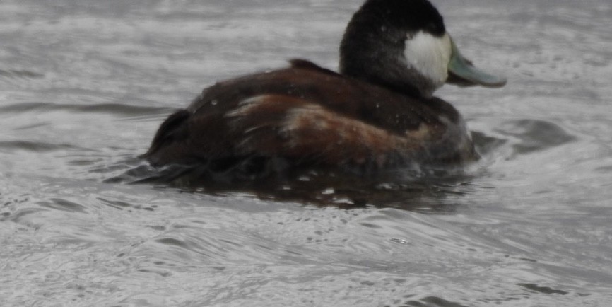 Ruddy Duck - ML616154269