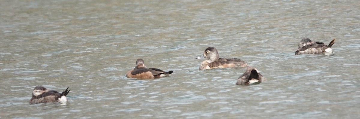 Ring-necked Duck - ML616154296
