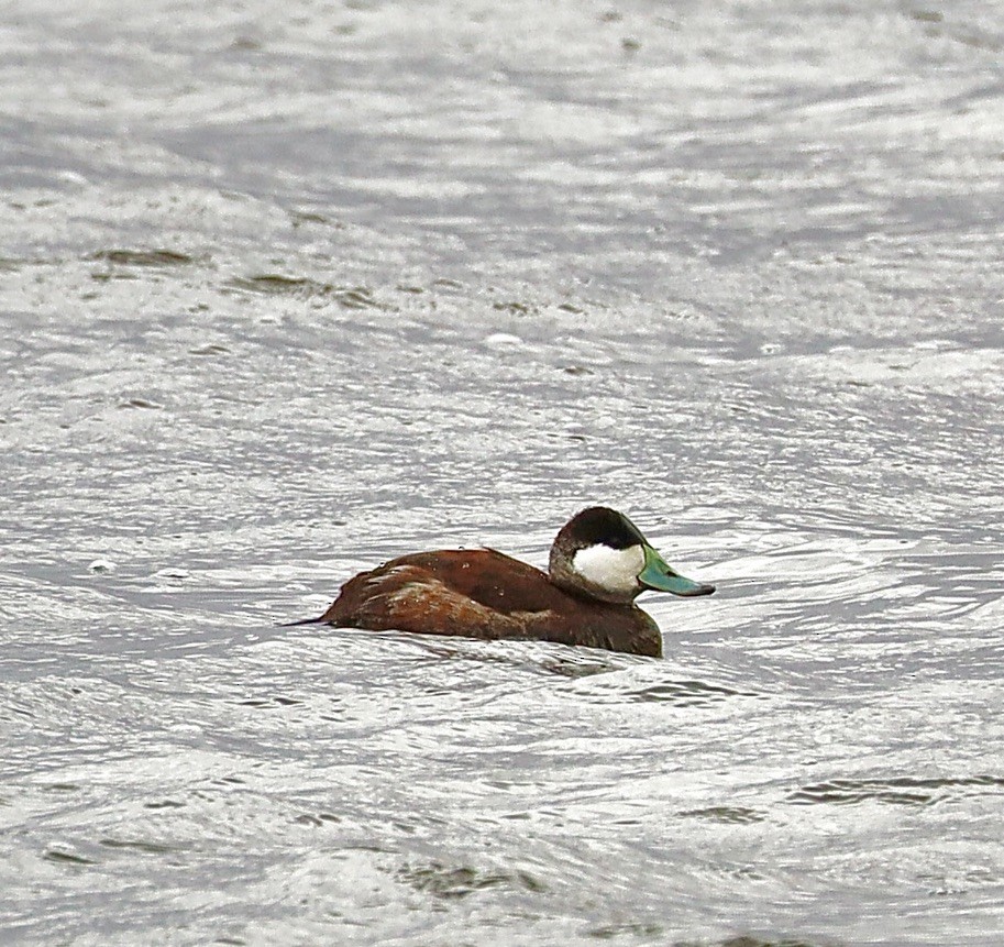 Ruddy Duck - ML616154309