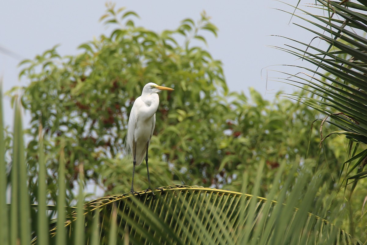 Great Egret - ML616154363