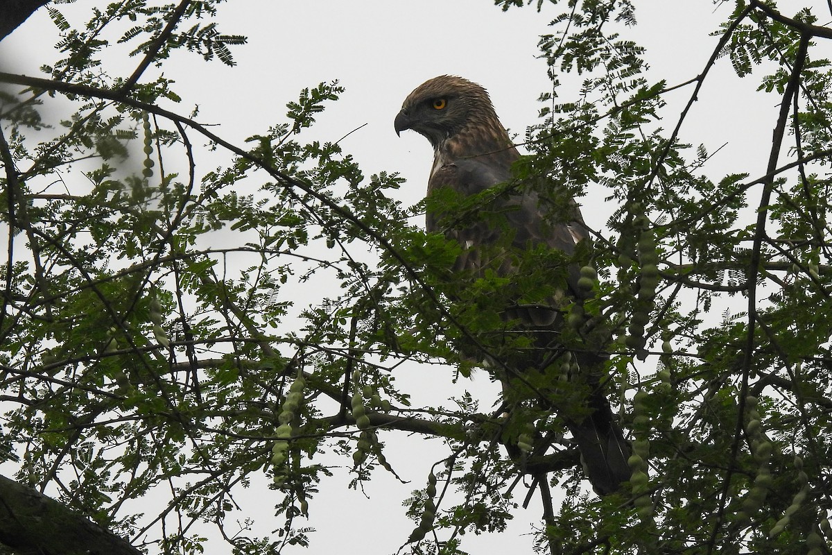 Aigle huppé - ML616154413