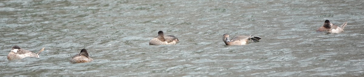 Ring-necked Duck - ML616154429