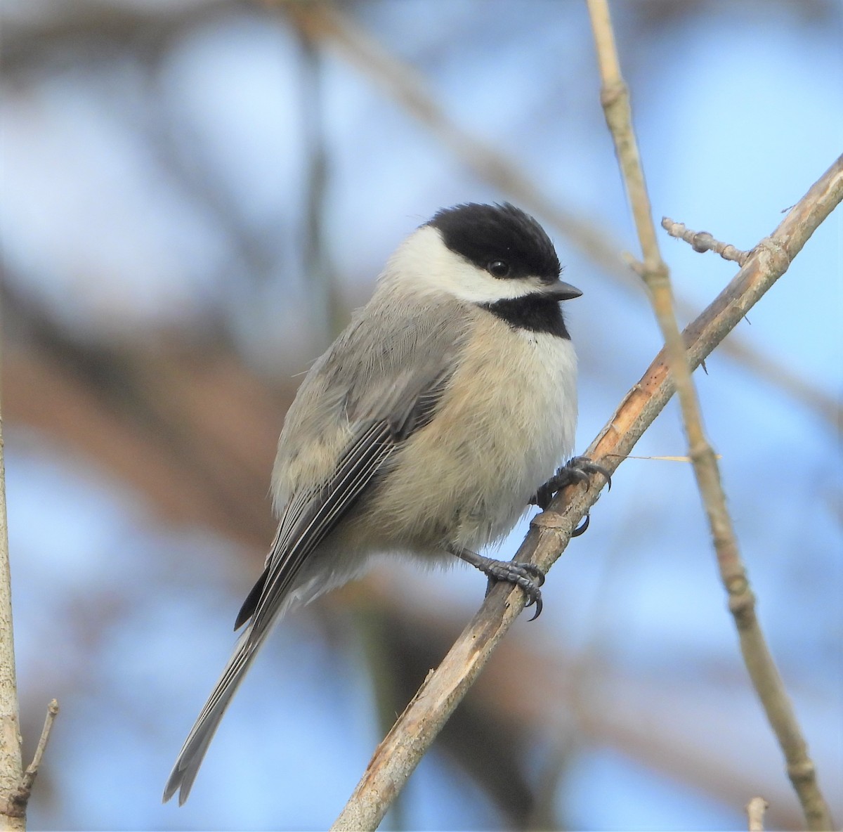 Carolina Chickadee - ML616154476