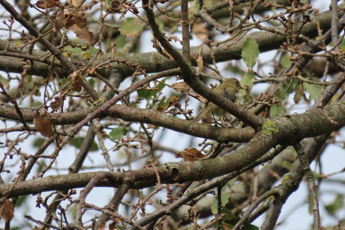 Common/Iberian Chiffchaff - ML616154481