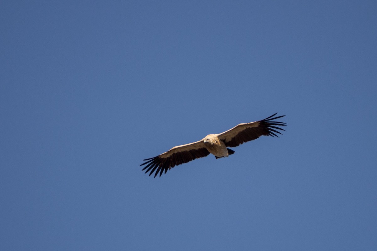 Himalayan Griffon - ML616154485