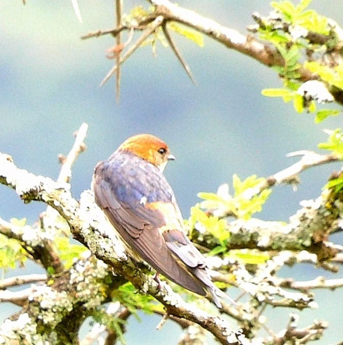 Greater Striped Swallow - ML616154546