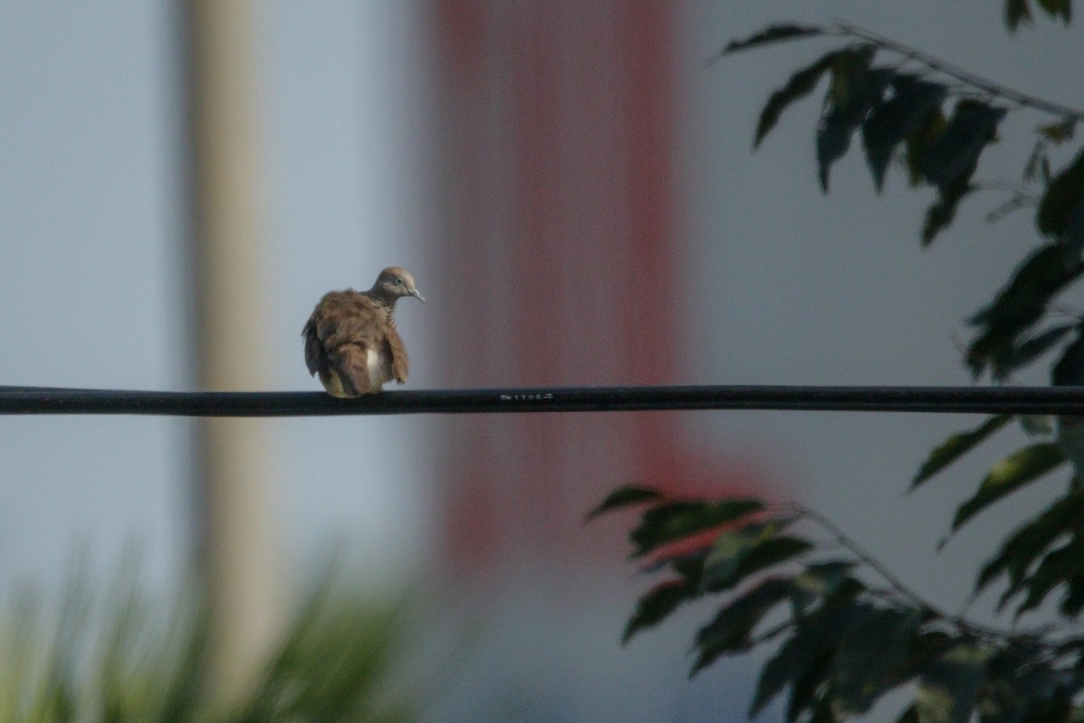 Zebra Dove - ML616154548