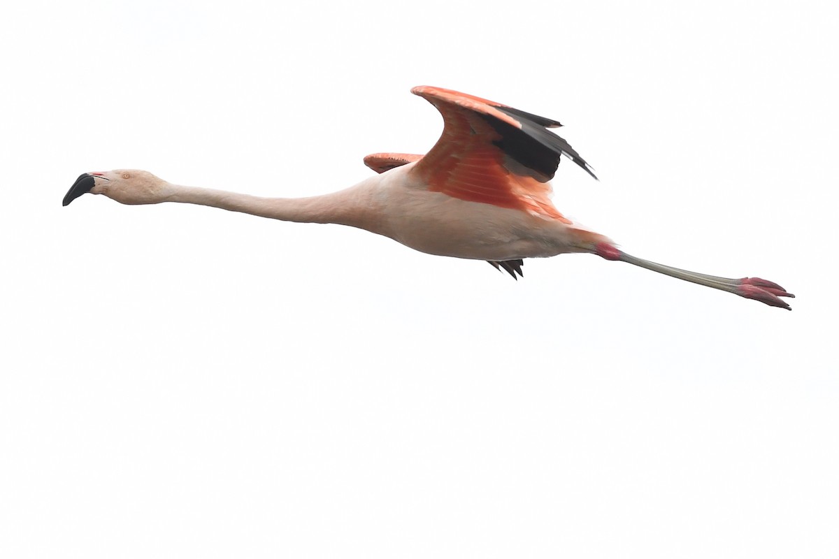 Chilean Flamingo - ML616154562