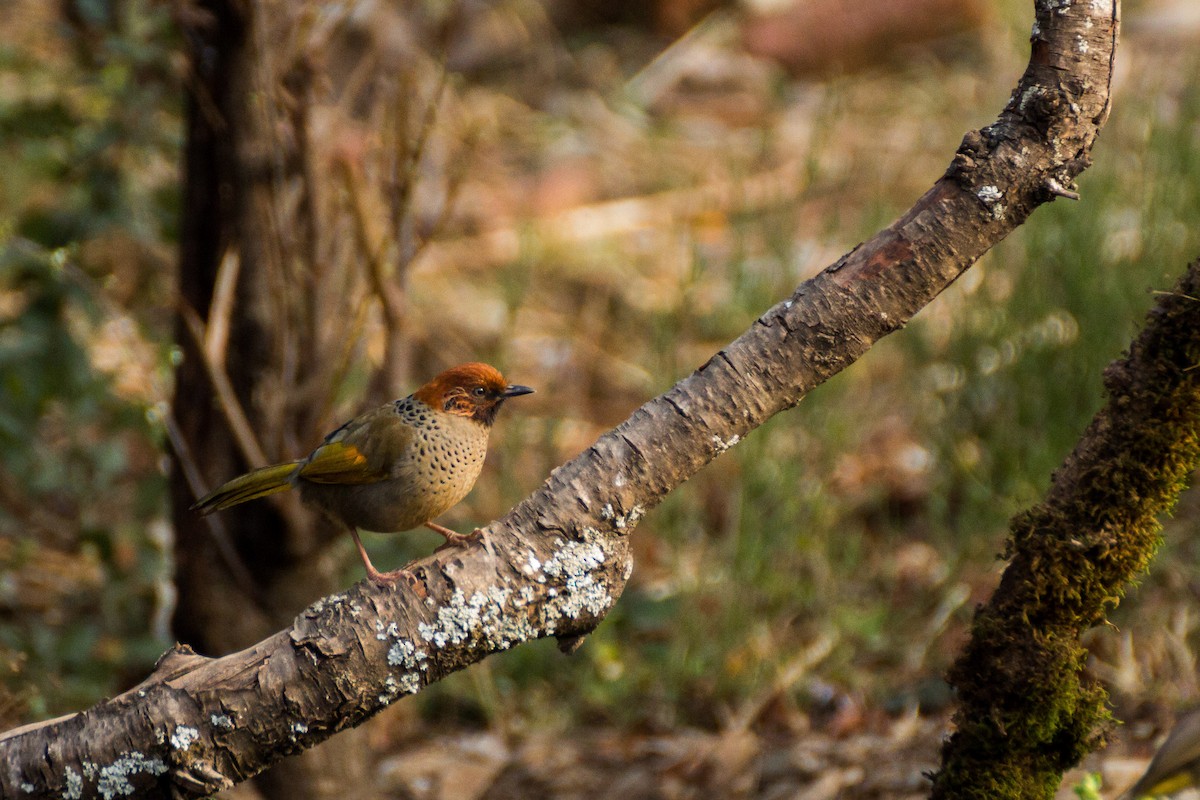 Chestnut-crowned Laughingthrush - ML616154567