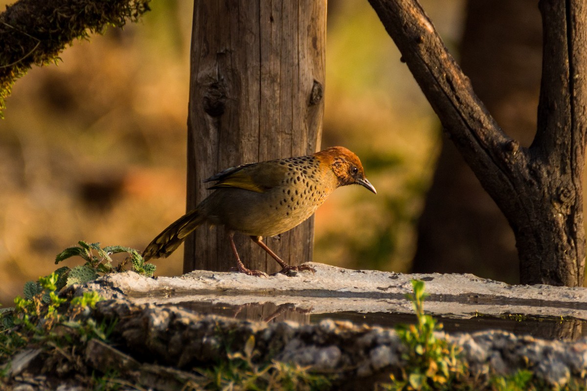 Chestnut-crowned Laughingthrush - ML616154568