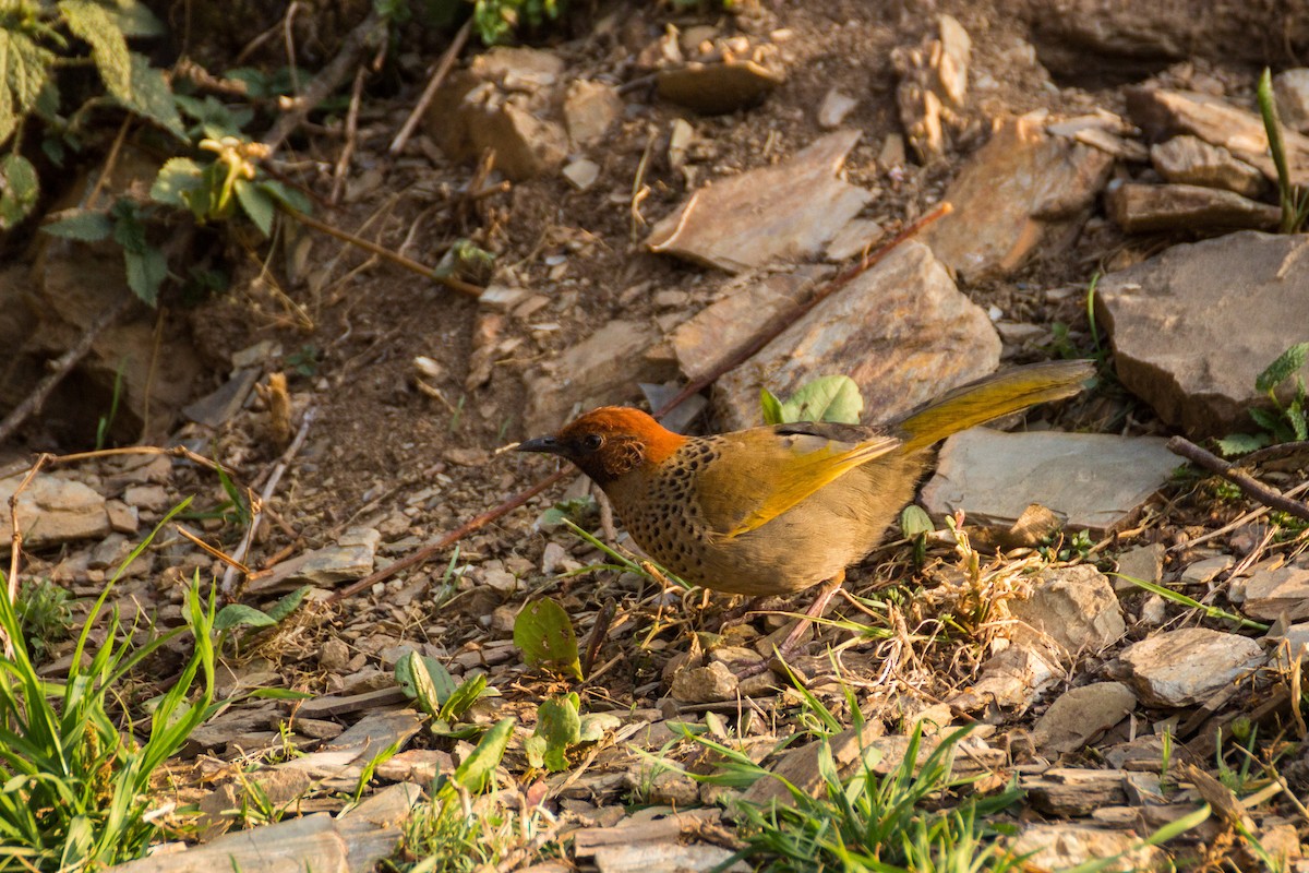 Chestnut-crowned Laughingthrush - Tarun Menon