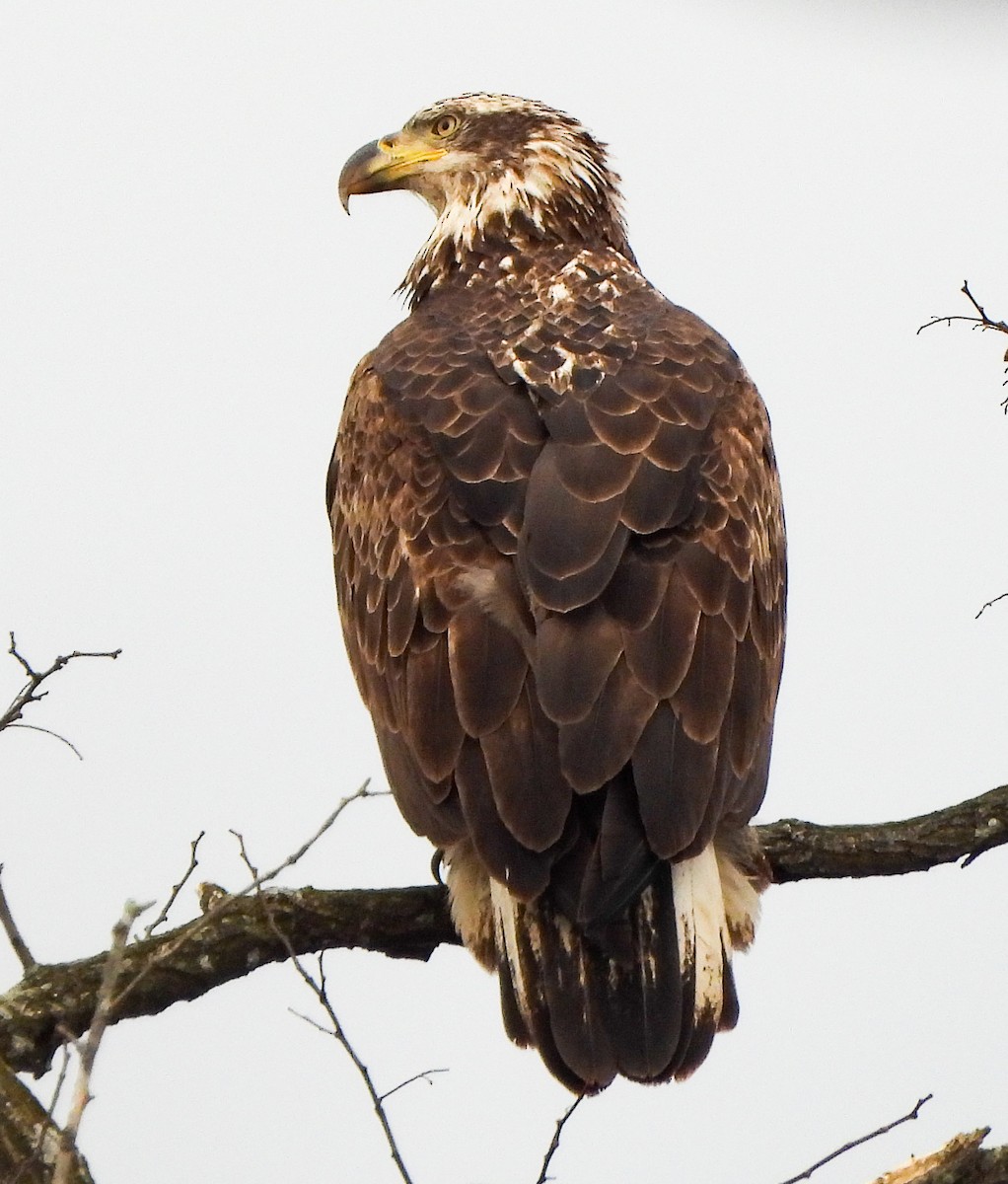 Bald Eagle - ML616154580