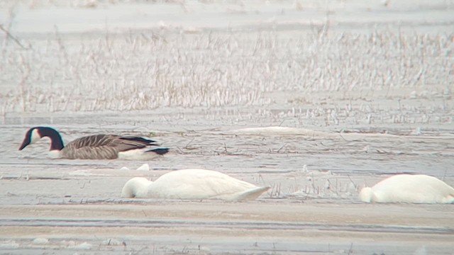 Tundra Swan - ML616154587