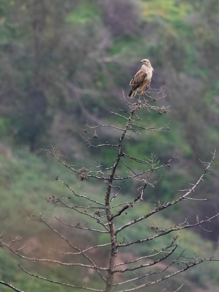 Long-legged Buzzard - ML616154590