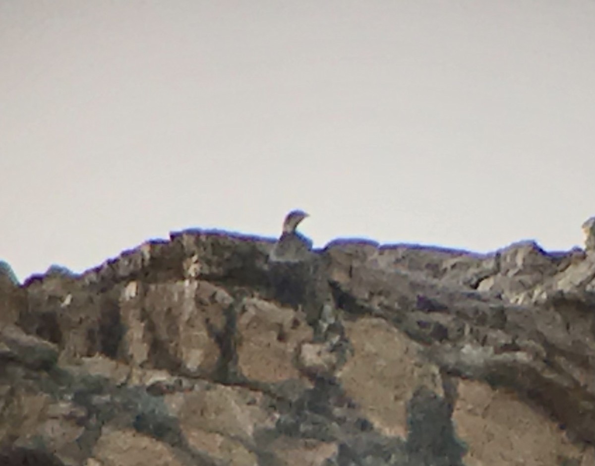 Himalayan Snowcock - ML616154592