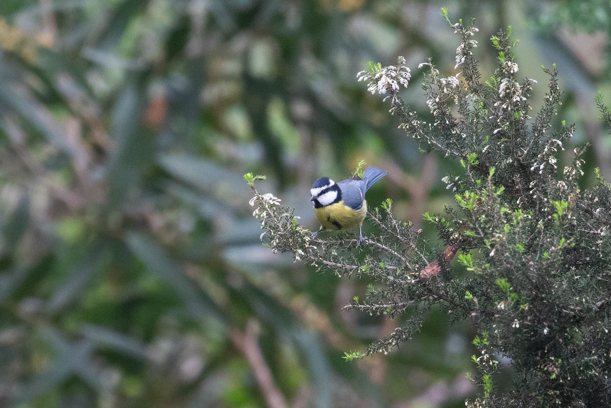 African Blue Tit - ML616154600