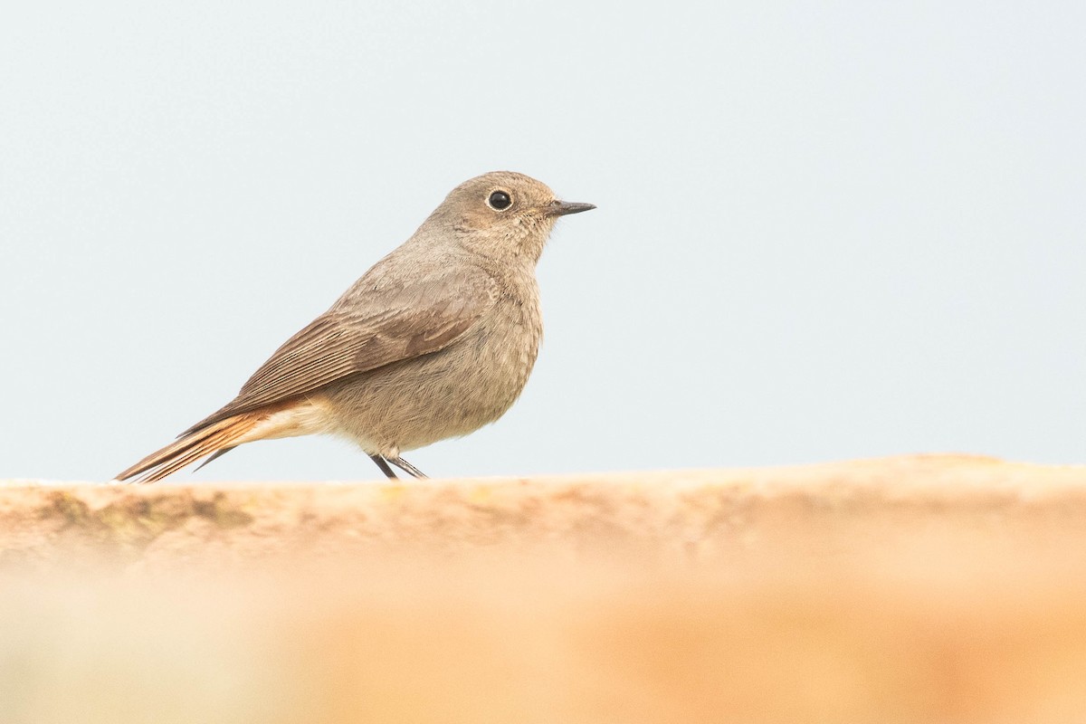 Black Redstart - ML616154610