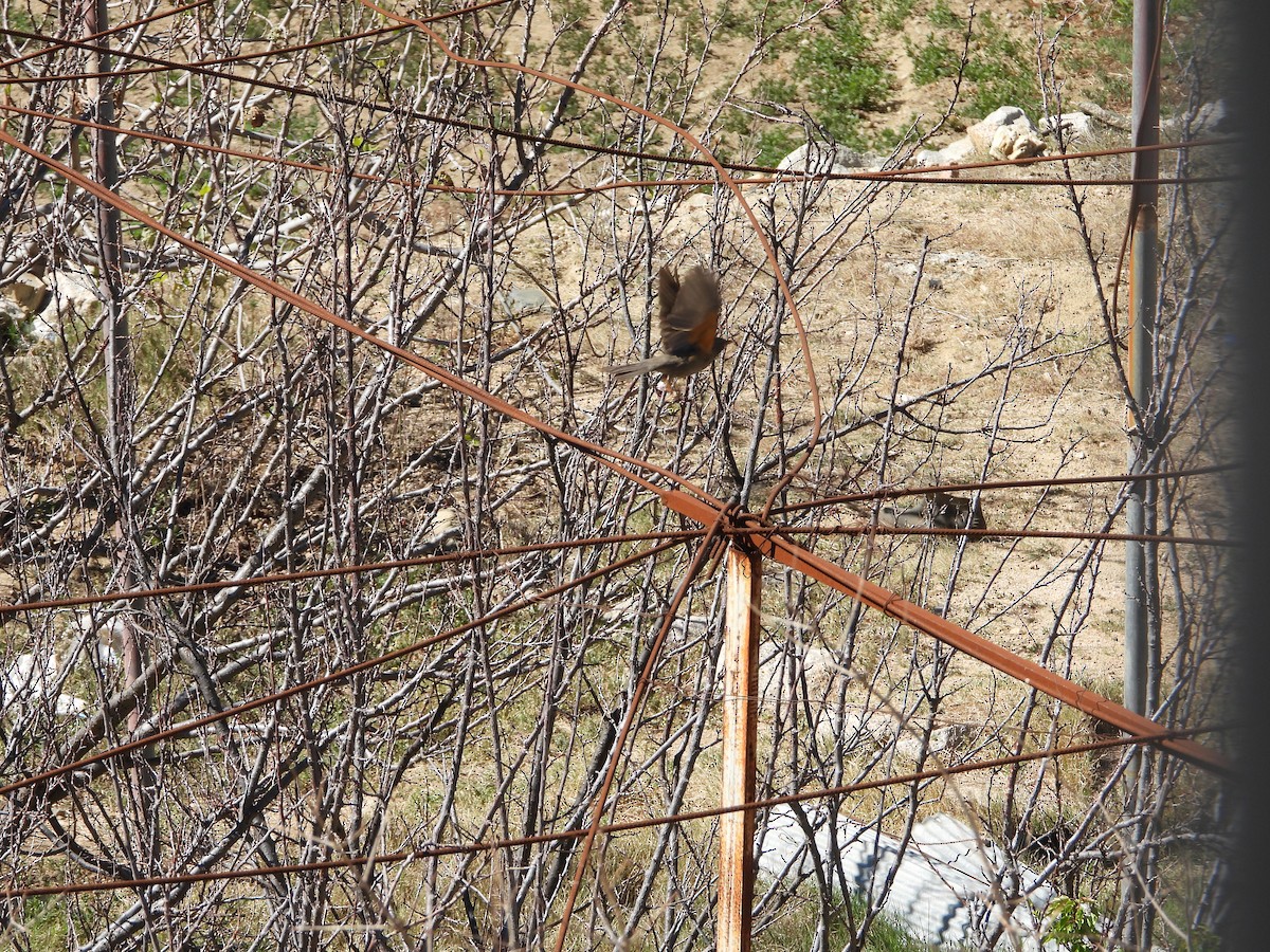 Yemen Thrush - ML616154612