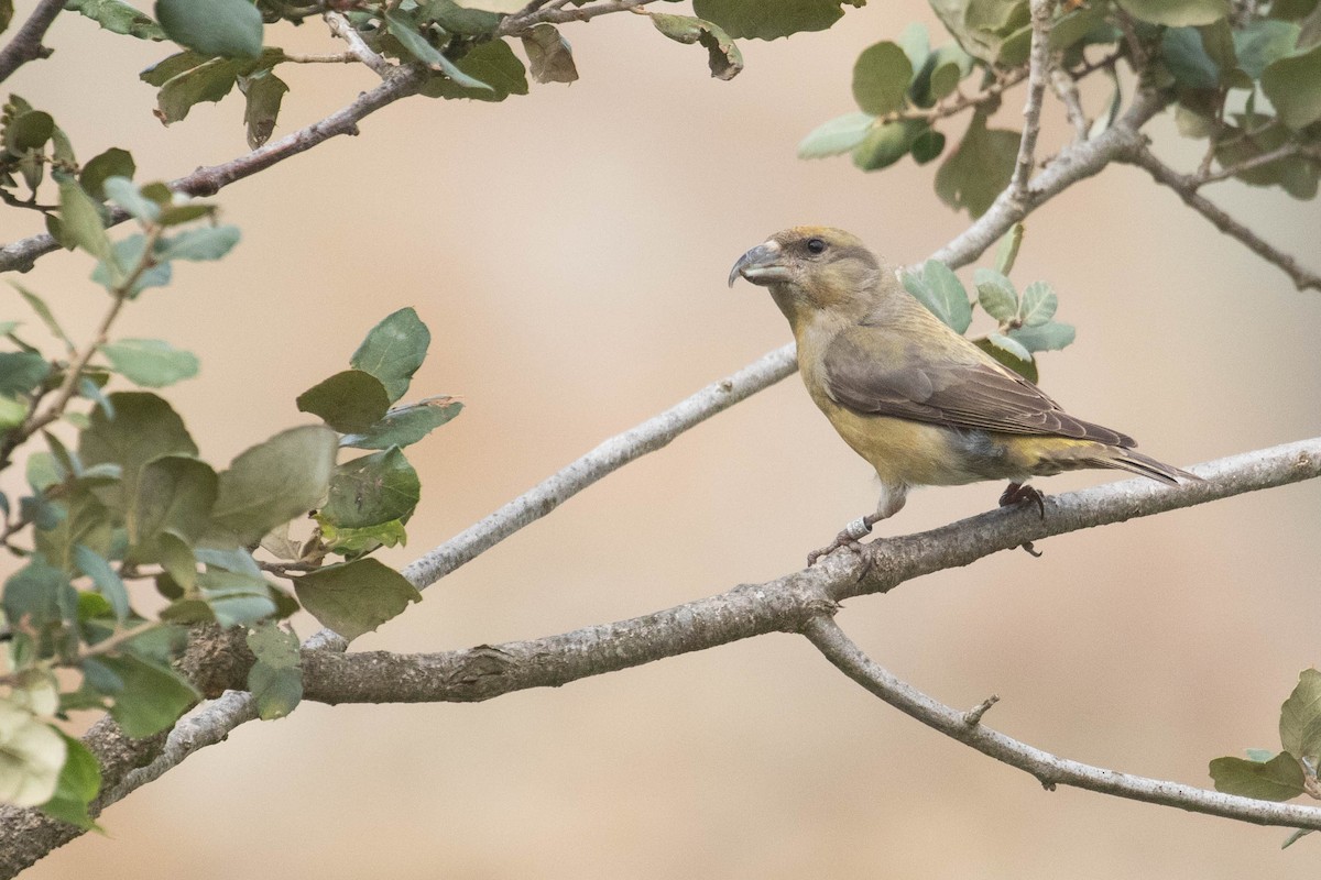 Red Crossbill - ML616154616