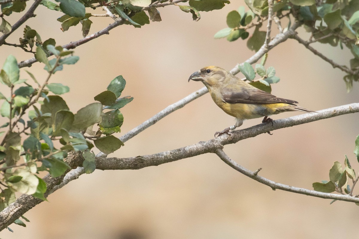 Red Crossbill - ML616154621