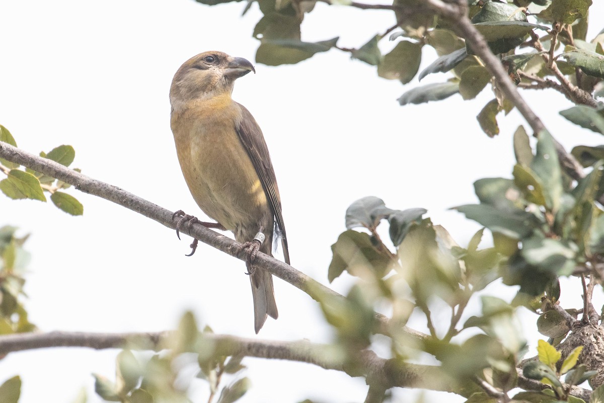 Red Crossbill - ML616154623