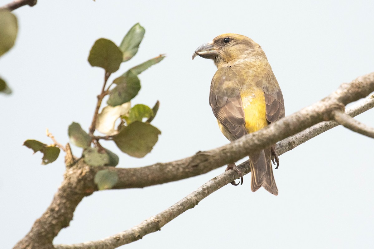 Red Crossbill - ML616154625