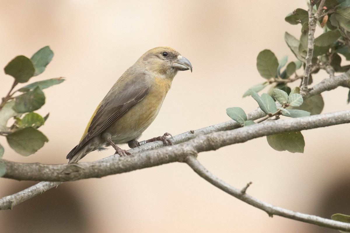 Red Crossbill - ML616154627