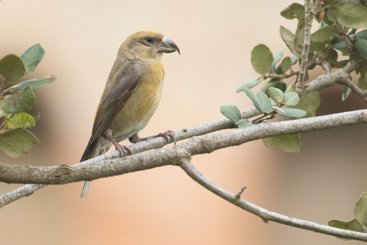 Red Crossbill - ML616154631