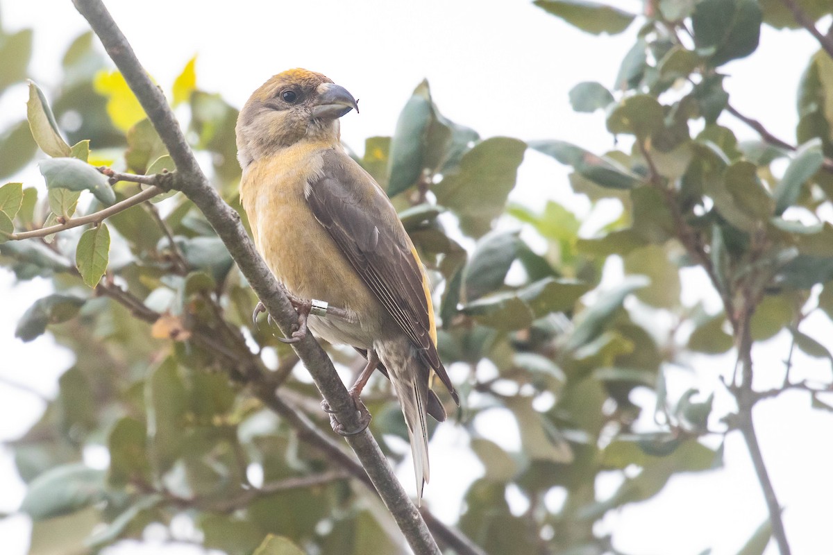 Red Crossbill - ML616154633