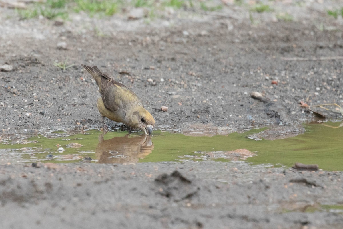 Red Crossbill - ML616154635