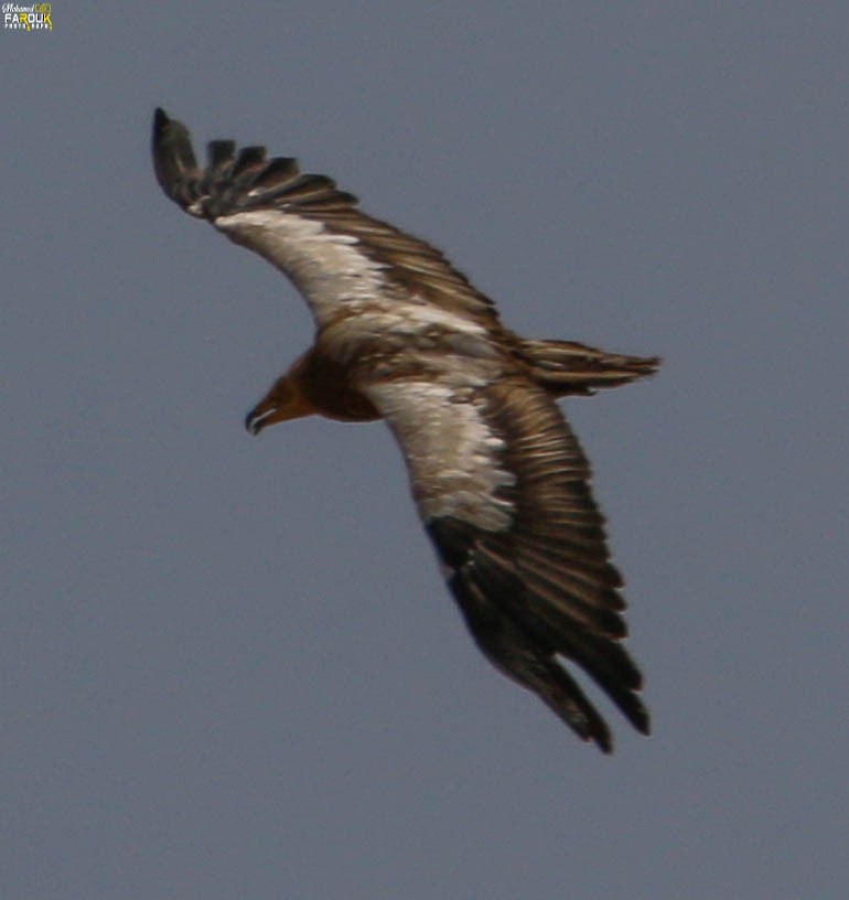 Egyptian Vulture - Mohamed Farouk