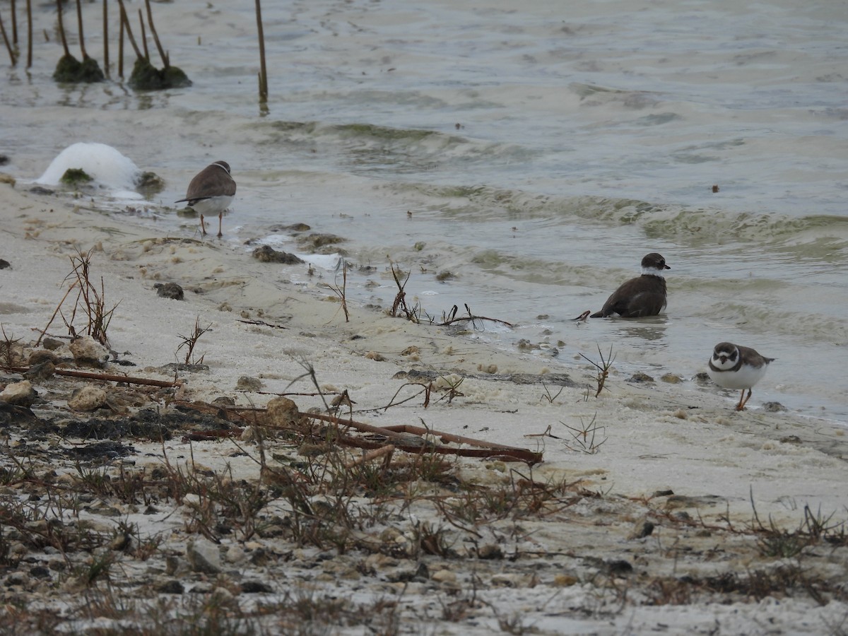 Semipalmated Plover - ML616154725