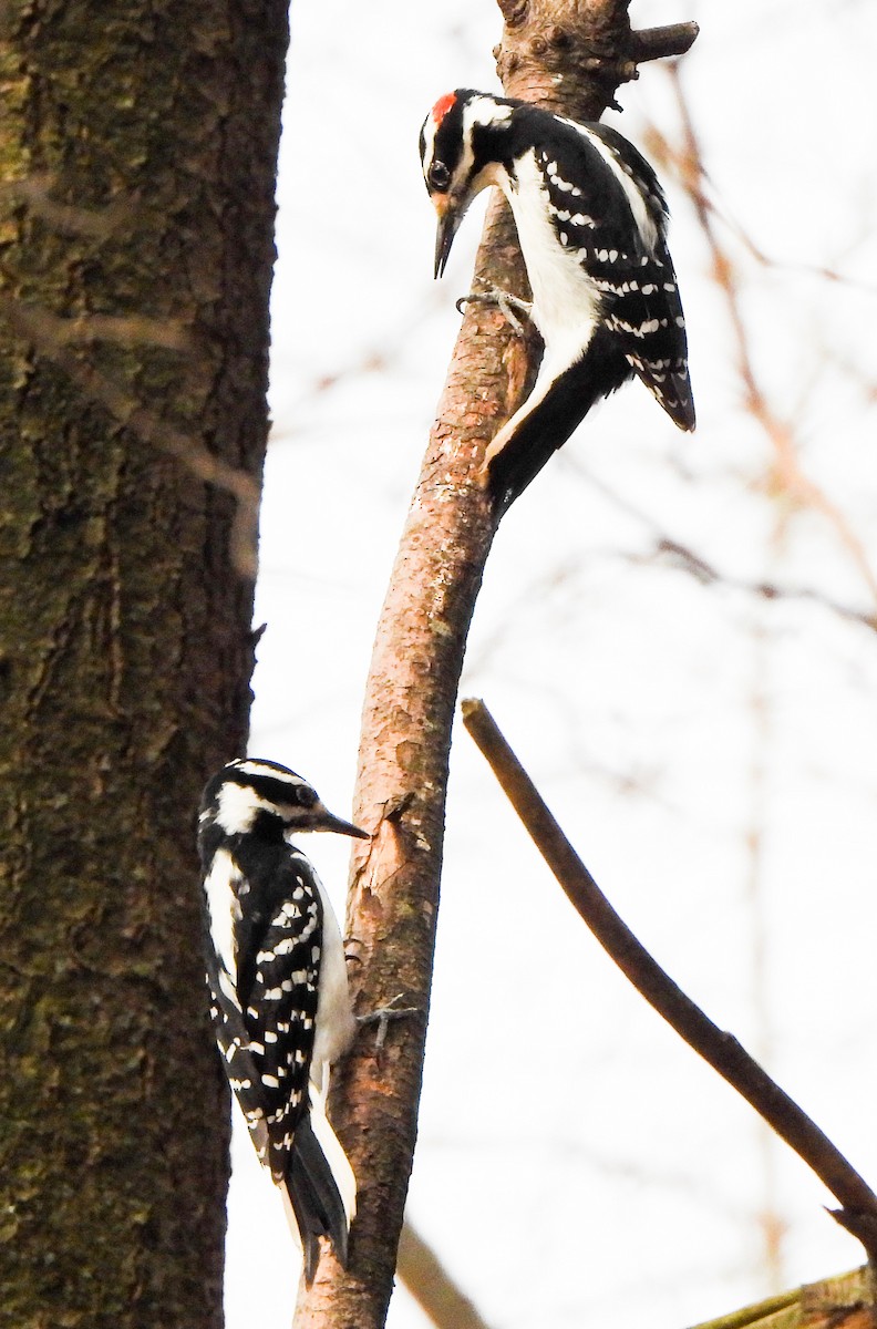 Hairy Woodpecker - Tina Li