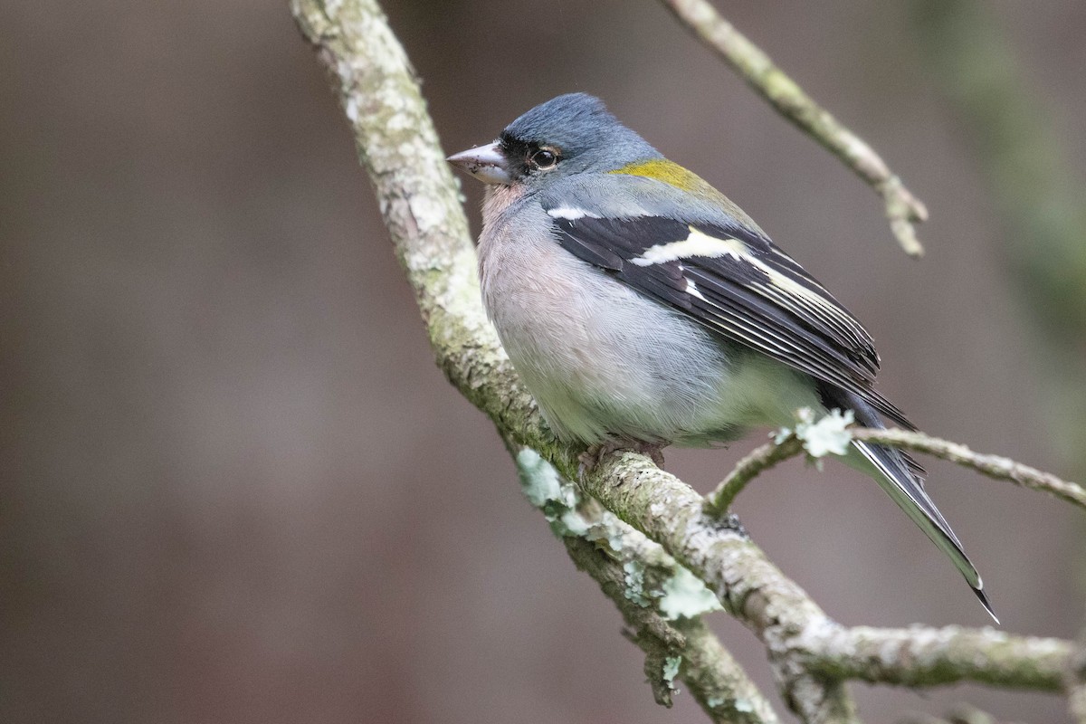 African Chaffinch - ML616154737