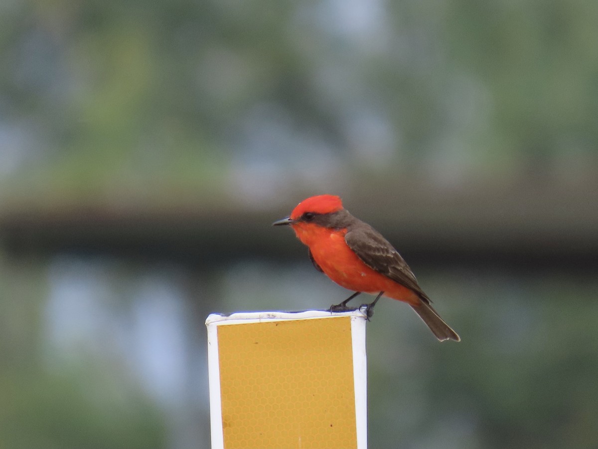 Vermilion Flycatcher - Ginger Bernardin