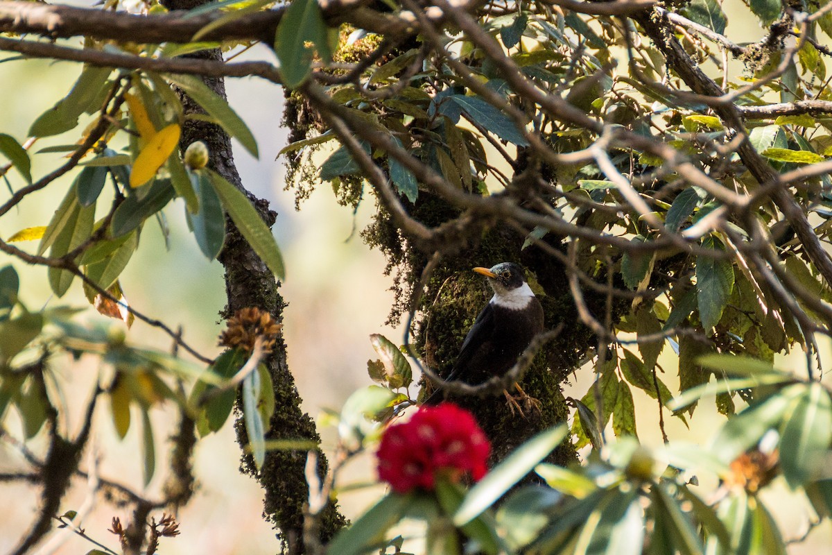 White-collared Blackbird - ML616154768