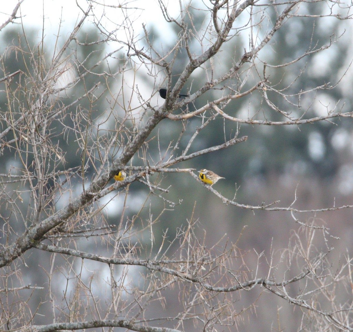 Eastern Meadowlark - ML616154771