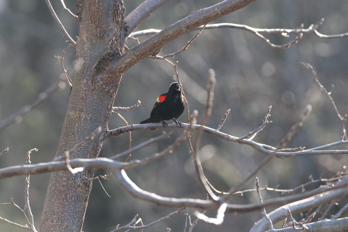 Red-winged Blackbird - ML616154784