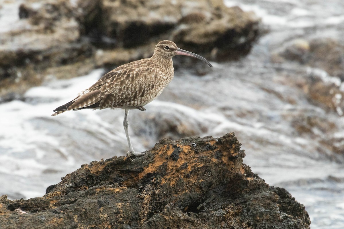 Whimbrel - ML616154792